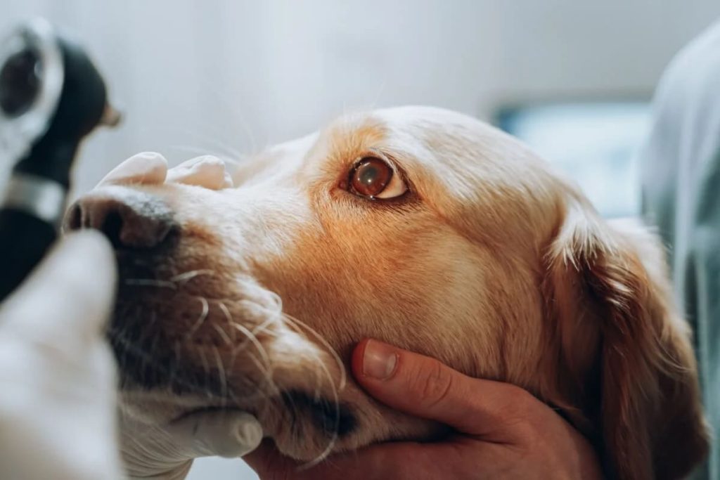 Olhos saudáveis: quais cuidados devo ter com meu pet?